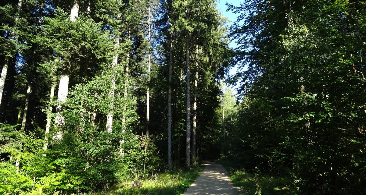 Ein sonniger Waldweg schlängelt sich durch einen dichten, grünen Wald mit hohen Bäumen., © Nürtingen - Stuttgart-Marketing GmbH Ein sonniger Waldweg schlängelt sich durch einen dichten, grünen Wald mit hohen Bäumen., © Nürtingen - Stuttgart-Marketing GmbH