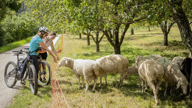 Zwei Radfahrer halten an einem Zaun, um Schafe auf einer grünen Weide zu füttern. Bäume spenden Schatten., © Landratsamt Esslingen Zwei Radfahrer halten an einem Zaun, um Schafe auf einer grünen Weide zu füttern. Bäume spenden Schatten., © Landratsamt Esslingen