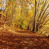 Ein herbstlicher Wanderweg in Gaildorf, bedeckt mit buntem Laub. Links führt eine Holztreppe den Hang hinauf, umgeben von Bäumen in goldenen Farben.
