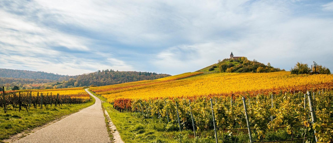 Ein Weg führt durch herbstliche Weinberge zum Michaelsberg mit einer Kapelle auf dem Hügel. Der Himmel ist leicht bewölkt., © Stuttgart-Marketing GmbH, Sarah Schmid