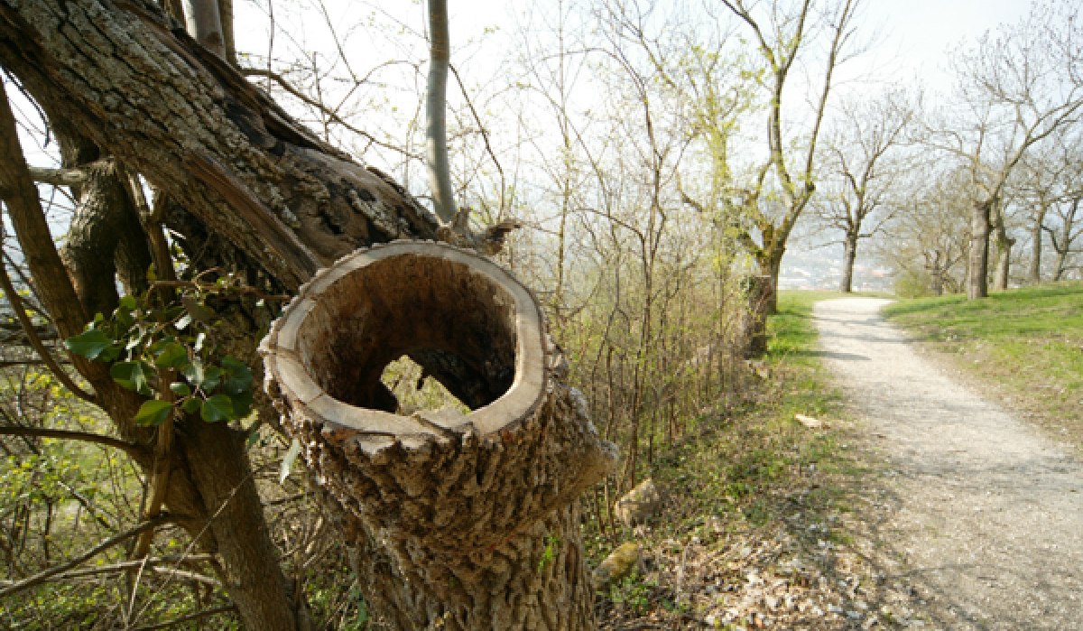 Ein hohler Baumstamm ragt neben einem schmalen Waldweg hervor. Die Bäume sind kahl, mit ersten Frühlingsknospen., © Sphäre Verlag Ein hohler Baumstamm ragt neben einem schmalen Waldweg hervor. Die Bäume sind kahl, mit ersten Frühlingsknospen., © Sphäre Verlag