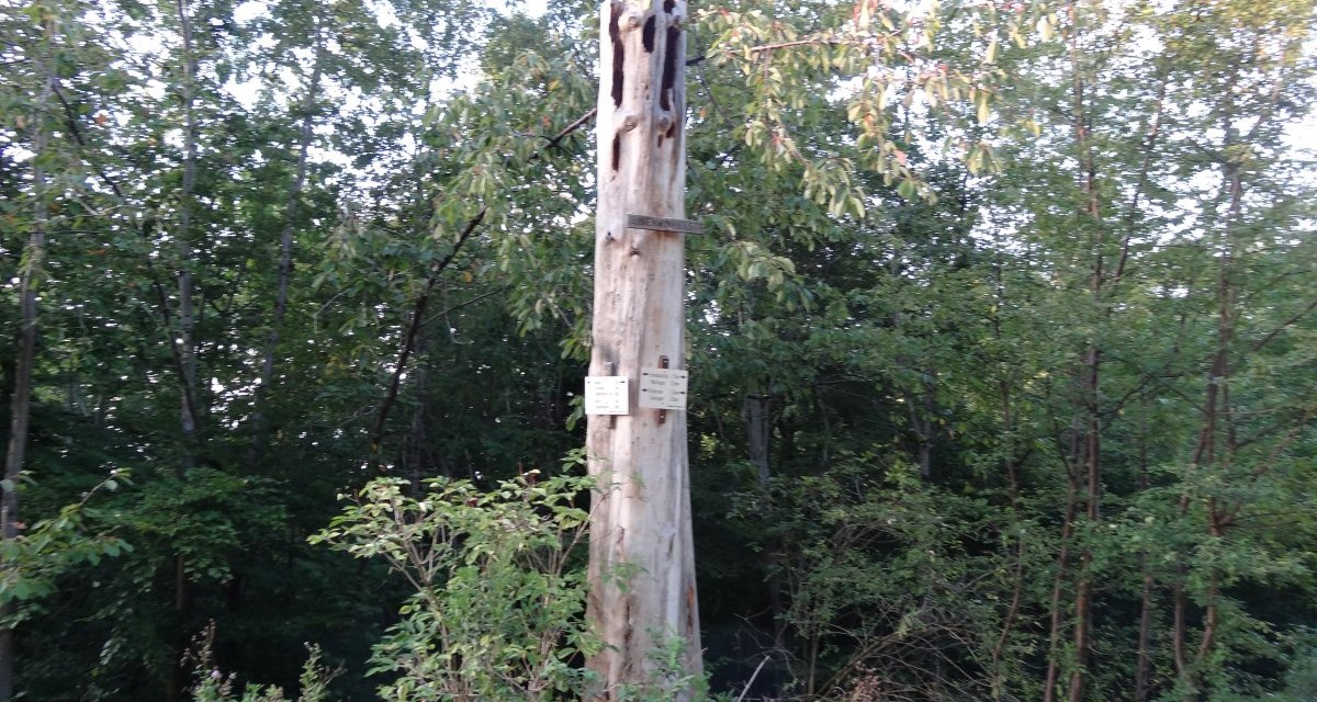 Ein toter Baumstamm mit Schildern steht in einem dichten Wald. Die Umgebung ist grün und dicht bewachsen., © Nürtingen - Stuttgart-Marketing GmbH Ein toter Baumstamm mit Schildern steht in einem dichten Wald. Die Umgebung ist grün und dicht bewachsen., © Nürtingen - Stuttgart-Marketing GmbH