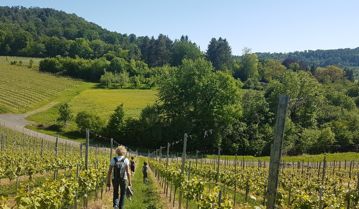 Zwei Personen wandern durch grüne Weinberge unter klarem, blauem Himmel. Im Hintergrund sind Bäume und Hügel zu sehen., © Tourismusgemeinschaft Marbach-Bottwartal Zwei Personen wandern durch grüne Weinberge unter klarem, blauem Himmel. Im Hintergrund sind Bäume und Hügel zu sehen., © Tourismusgemeinschaft Marbach-Bottwartal