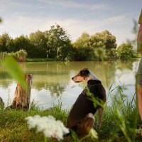 Ein Hund sitzt neben einer Person am Ufer eines Sees, umgeben von grüner Vegetation und Bäumen. Im Hintergrund schwimmen Enten., © Stadt Vaihingen an der Enz, Foto: Winkler Ein Hund sitzt neben einer Person am Ufer eines Sees, umgeben von grüner Vegetation und Bäumen. Im Hintergrund schwimmen Enten., © Stadt Vaihingen an der Enz, Foto: Winkler
