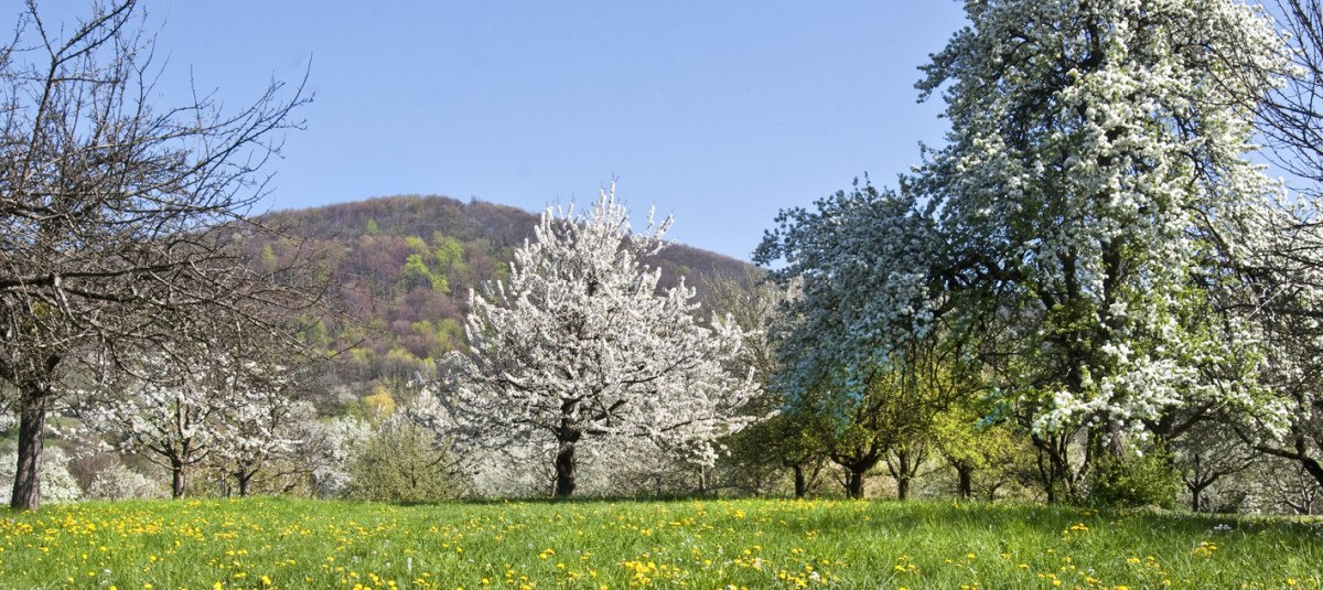 Blühende Obstbäume auf einer grünen Wiese mit gelben Blumen, im Hintergrund ein bewaldeter Hügel unter blauem Himmel.