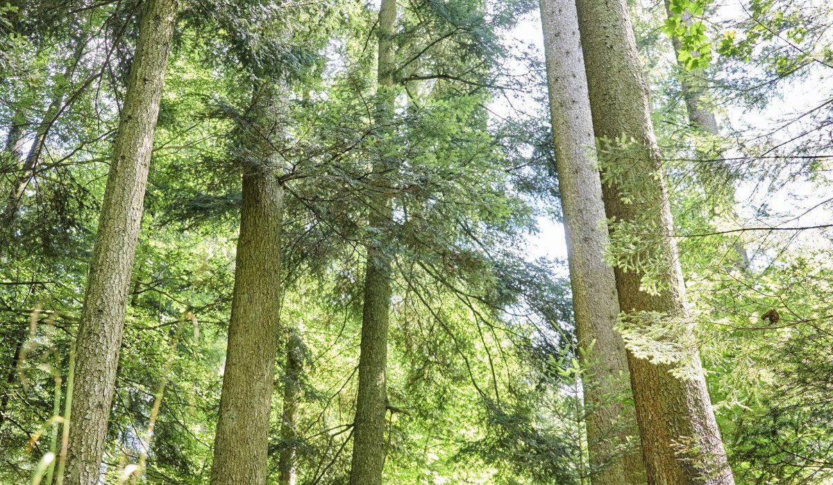Wandern am Fuxi-Naturerlebnis-Pfad, &copy; Hohenlohe + Schw&auml;bisch Hall Tourismus e. V.