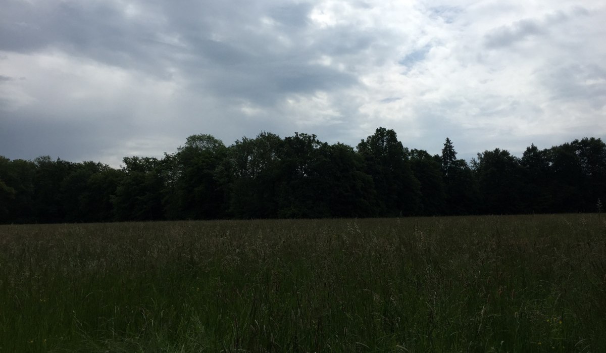 Eine weite Wiese erstreckt sich vor einem dichten Wald, w&auml;hrend der Himmel von Wolken bedeckt ist., &copy; www.pro-cycl.de