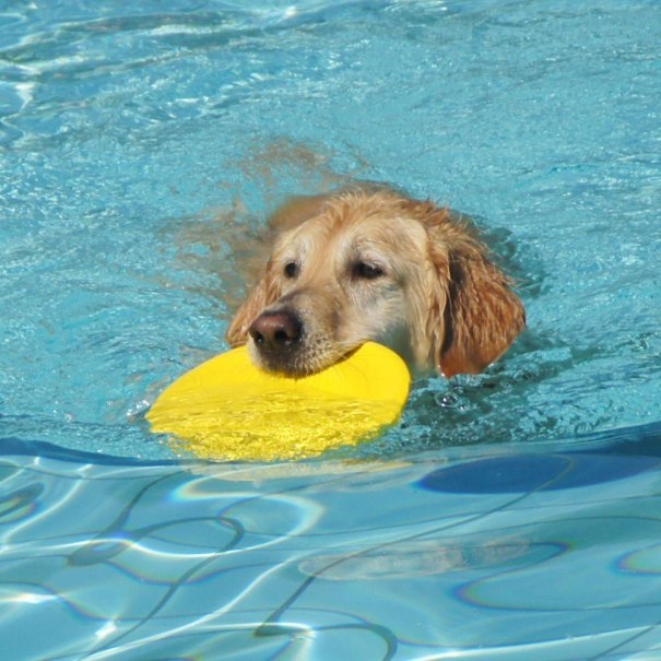 Hundeschwimmen im Freibad, &copy; SWLB