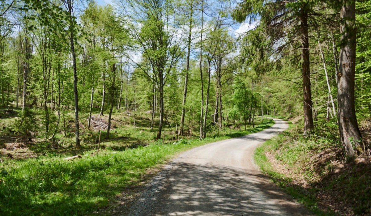 Ein schmaler Waldweg schlängelt sich durch einen grünen, lichten Wald. Die Sonne scheint durch die Bäume und wirft Schatten auf den Weg., © Natur.Nah. Schönbuch & Heckengäu