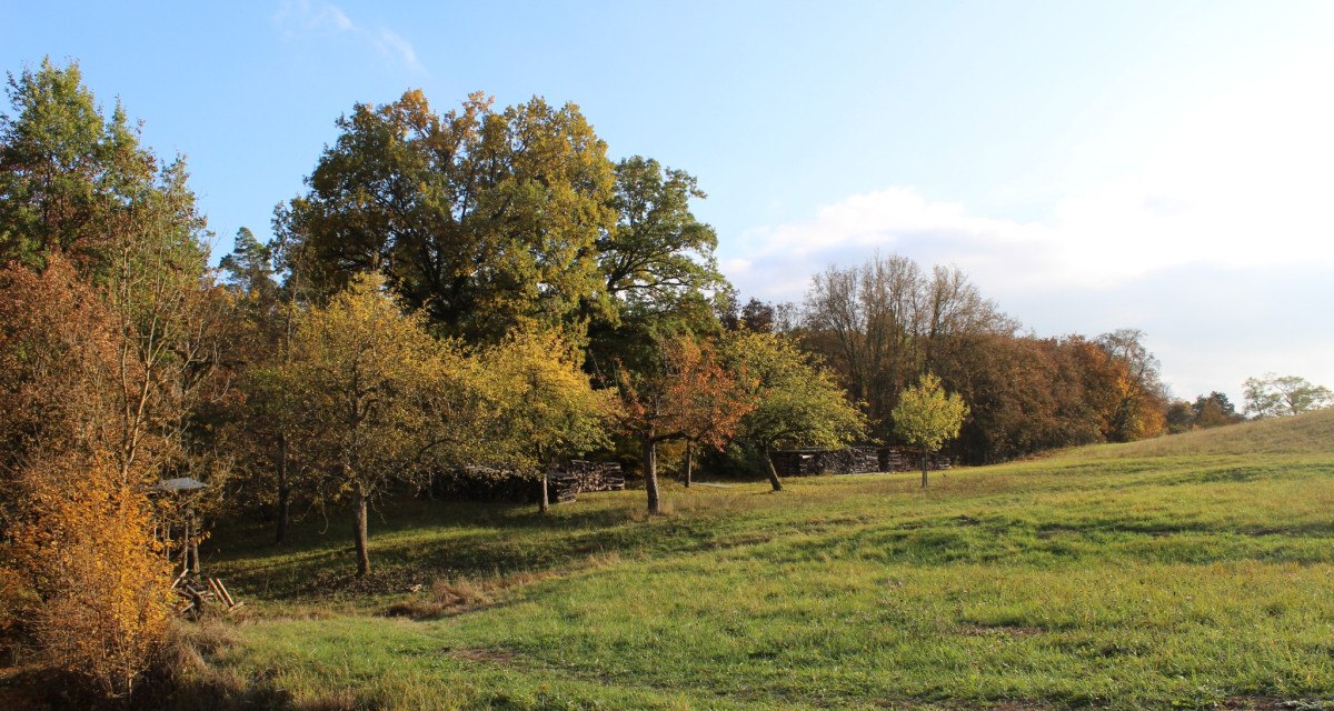 Herbstliche Wiese mit Bäumen am Peter-Schanz-Weg in Herrenberg. Die Bäume zeigen bunte Herbstfarben unter einem klaren blauen Himmel., © Natur.Nah. Schönbuch & Heckengäu Herbstliche Wiese mit Bäumen am Peter-Schanz-Weg in Herrenberg. Die Bäume zeigen bunte Herbstfarben unter einem klaren blauen Himmel., © Natur.Nah. Schönbuch & Heckengäu