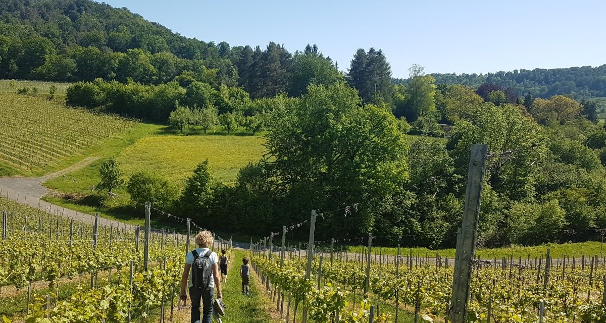 Zwei Personen wandern durch gr&uuml;ne Weinberge unter klarem, blauem Himmel. Im Hintergrund sind B&auml;ume und H&uuml;gel zu sehen., &copy; Tourismusgemeinschaft Marbach-Bottwartal