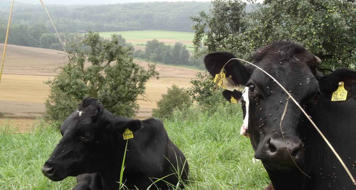 Zwei Kühe liegen auf einer grünen Wiese, umgeben von Bäumen und Feldern im Hintergrund., © Nürtingen - Stuttgart-Marketing GmbH Zwei Kühe liegen auf einer grünen Wiese, umgeben von Bäumen und Feldern im Hintergrund., © Nürtingen - Stuttgart-Marketing GmbH