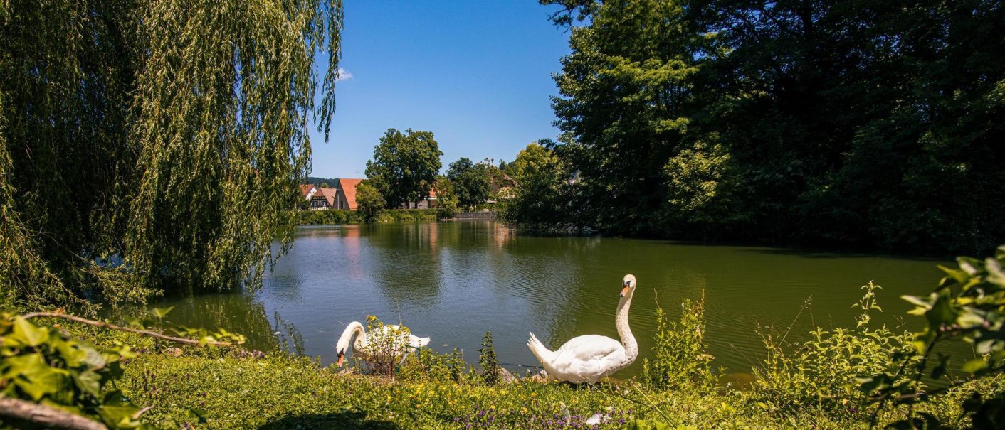 Ein idyllischer See mit Schwänen, umgeben von üppigem Grün und Häusern im Hintergrund. Der Himmel ist klar und blau., © Stuttgart-Marketing GmbH, Sarah Schmid Ein idyllischer See mit Schwänen, umgeben von üppigem Grün und Häusern im Hintergrund. Der Himmel ist klar und blau., © Stuttgart-Marketing GmbH, Sarah Schmid