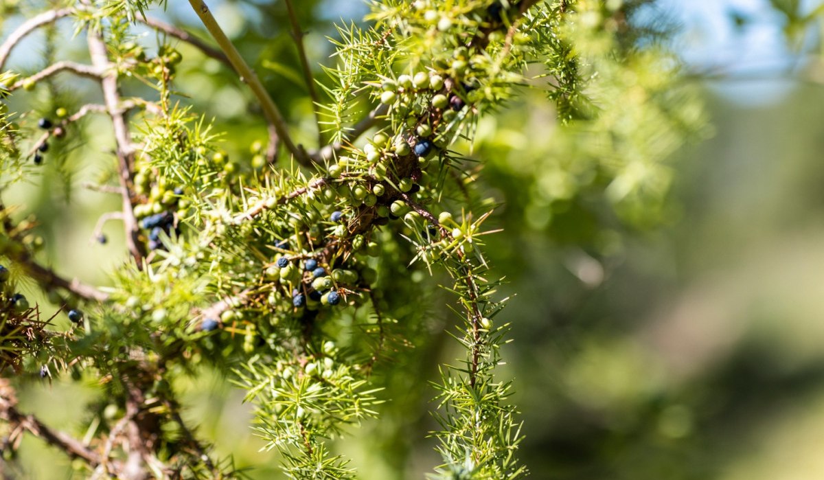 Ein Wacholderbusch mit grünen Nadeln und reifen, blauen Beeren in der Sonne., © TMBW Ein Wacholderbusch mit grünen Nadeln und reifen, blauen Beeren in der Sonne., © TMBW