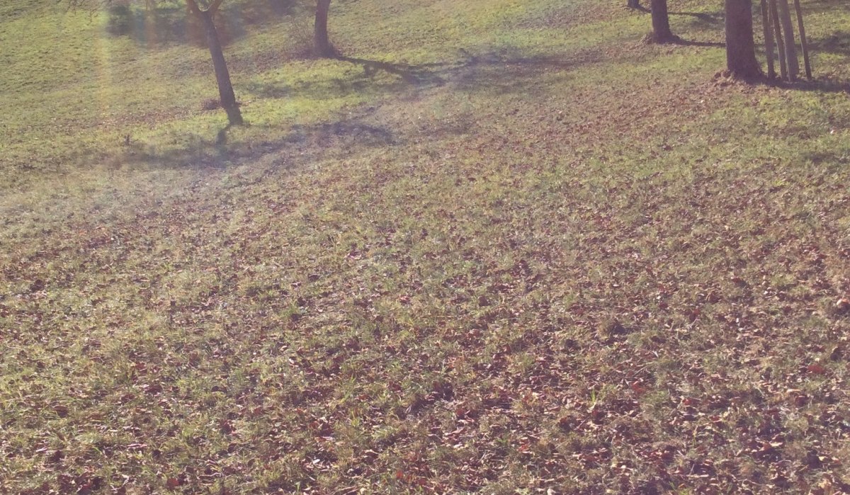 Sonnenstrahlen fallen auf eine leicht h&uuml;gelige Wiese mit vereinzelten B&auml;umen. Die Szenerie wirkt ruhig und idyllisch., &copy; Natur.Nah. Sch&ouml;nbuch & Heckeng&auml;u