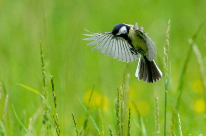 Eine Meise fliegt über eine grüne Wiese, umgeben von hohen Gräsern. Der Hintergrund ist unscharf und grün., © WTM GmbH Waiblingen Eine Meise fliegt über eine grüne Wiese, umgeben von hohen Gräsern. Der Hintergrund ist unscharf und grün., © WTM GmbH Waiblingen