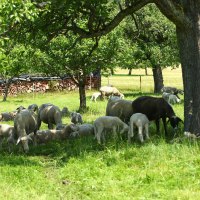 Eine Herde Schafe grast auf einer grünen Wiese unter Bäumen, im Hintergrund ist ein Stapel Holz zu sehen., © Landratsamt Böblingen