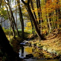 Ein kleiner Bach fließt durch einen herbstlichen Wald mit buntem Laub und Sonnenlicht, das durch die Bäume scheint., © Natur.Nah. Schönbuch & Heckengäu Ein kleiner Bach fließt durch einen herbstlichen Wald mit buntem Laub und Sonnenlicht, das durch die Bäume scheint., © Natur.Nah. Schönbuch & Heckengäu