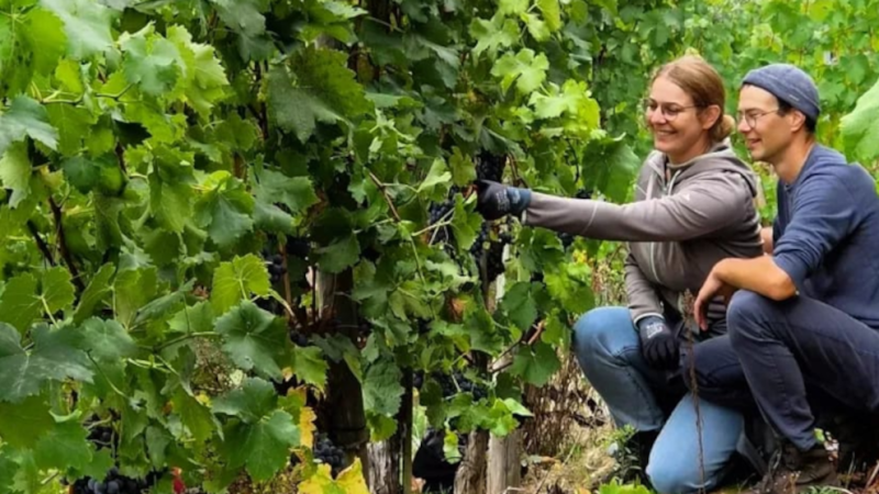 Zwei Personen knien in einem Weinberg und inspizieren die Trauben an den Reben. Sie tragen Freizeitkleidung und scheinen konzentriert zu arbeiten., © Weinfrequenz Zwei Personen knien in einem Weinberg und inspizieren die Trauben an den Reben. Sie tragen Freizeitkleidung und scheinen konzentriert zu arbeiten., © Weinfrequenz