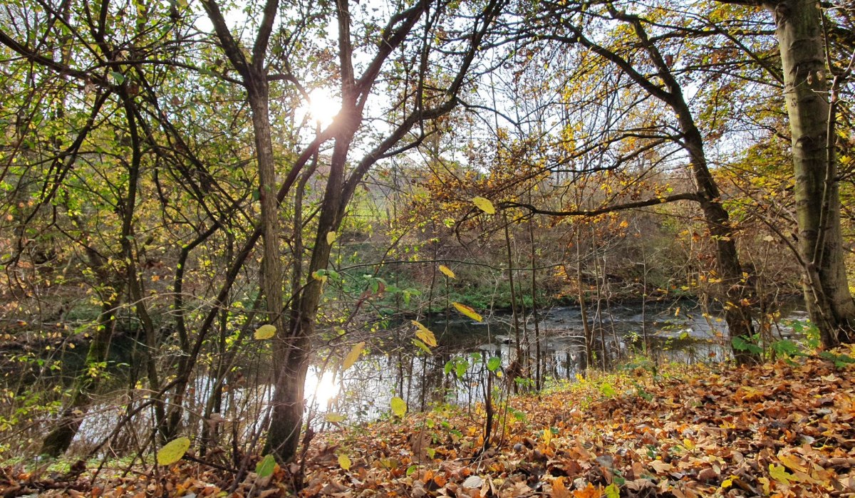 Herbstliche Flusslandschaft mit Laub bedecktem Boden, Bäumen und Sonnenlicht, das durch die Äste scheint., © Kulturamt Plochingen
