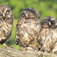 Drei junge Eulen sitzen nebeneinander auf einem Ast, umgeben von grünem Hintergrund., © Natur.Nah. Schönbuch & Heckengäu