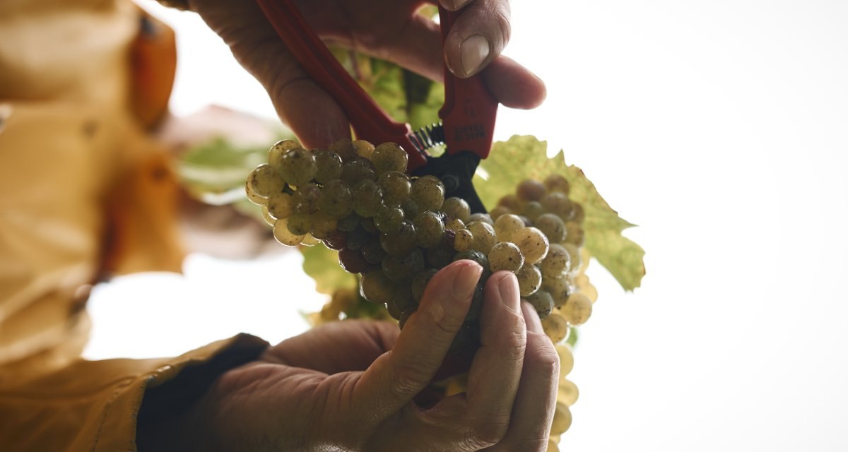 Kraichgau-Stromberg_Weingut_EiseleStefan_Leitner_030, © Tourimia Tourismus GmbH | Stefan Leitner Photography Kraichgau-Stromberg_Weingut_EiseleStefan_Leitner_030, © Tourimia Tourismus GmbH | Stefan Leitner Photography