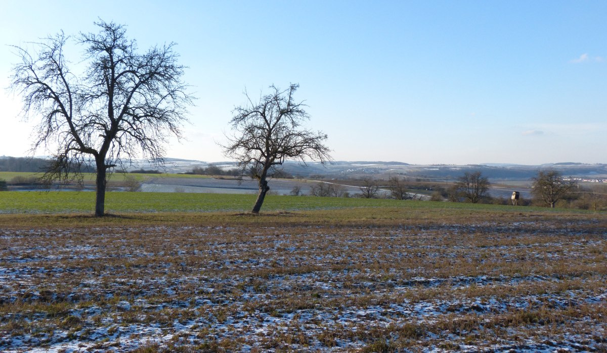 Zwei kahle Bäume stehen auf einem Feld mit leichtem Schneefall. Im Hintergrund sind Hügel und ein klarer blauer Himmel zu sehen., © Land der 1000 Hügel - Kraichgau-Stromberg Zwei kahle Bäume stehen auf einem Feld mit leichtem Schneefall. Im Hintergrund sind Hügel und ein klarer blauer Himmel zu sehen., © Land der 1000 Hügel - Kraichgau-Stromberg