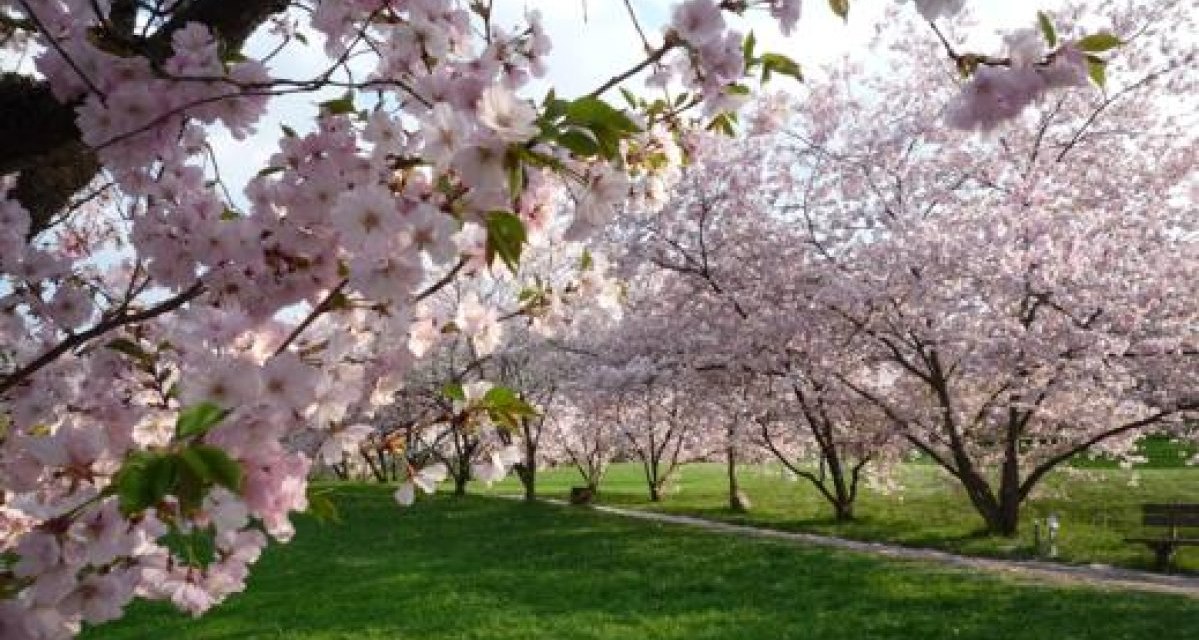 Bl&uuml;hende Kirschb&auml;ume im Aibachgrund Darmsheim, mit rosa Bl&uuml;ten und gr&uuml;nem Rasen im Hintergrund. Ein Weg f&uuml;hrt durch die Landschaft., &copy; Sindelfingen - Stuttgart-Marketing GmbH