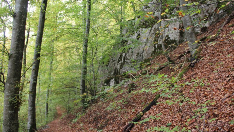 Ein schmaler Waldweg führt durch einen herbstlichen Wald mit Laub am Boden und Felsen an der Seite., © Bad Urach Tourismus Ein schmaler Waldweg führt durch einen herbstlichen Wald mit Laub am Boden und Felsen an der Seite., © Bad Urach Tourismus