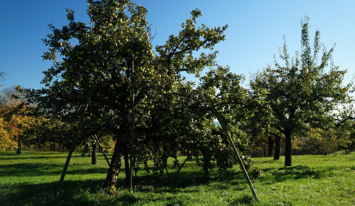 Streuobstwiese mit mehreren Apfelbäumen, die von Stützen gehalten werden. Die Bäume tragen viele Äpfel. Der Himmel ist klar und blau., © Unbekannt Streuobstwiese mit mehreren Apfelbäumen, die von Stützen gehalten werden. Die Bäume tragen viele Äpfel. Der Himmel ist klar und blau., © Unbekannt
