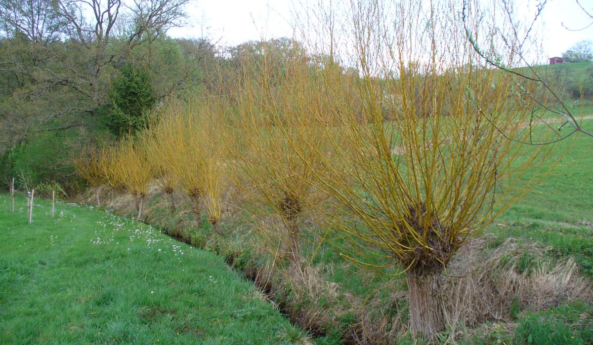 Kopfweiden stehen entlang eines kleinen Bachs in einer grünen, ländlichen Landschaft. Die Bäume haben dichte, gelbliche Zweige., © Naturfreunde Holzgerlingen/Altdorf