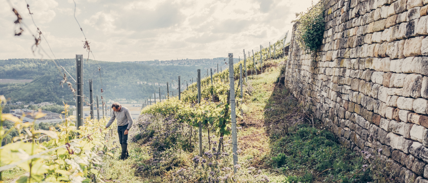 Weinmanufaktur Stuttgart eG, © Weinmanufaktur Stuttgart eG Weinmanufaktur Stuttgart eG, © Weinmanufaktur Stuttgart eG