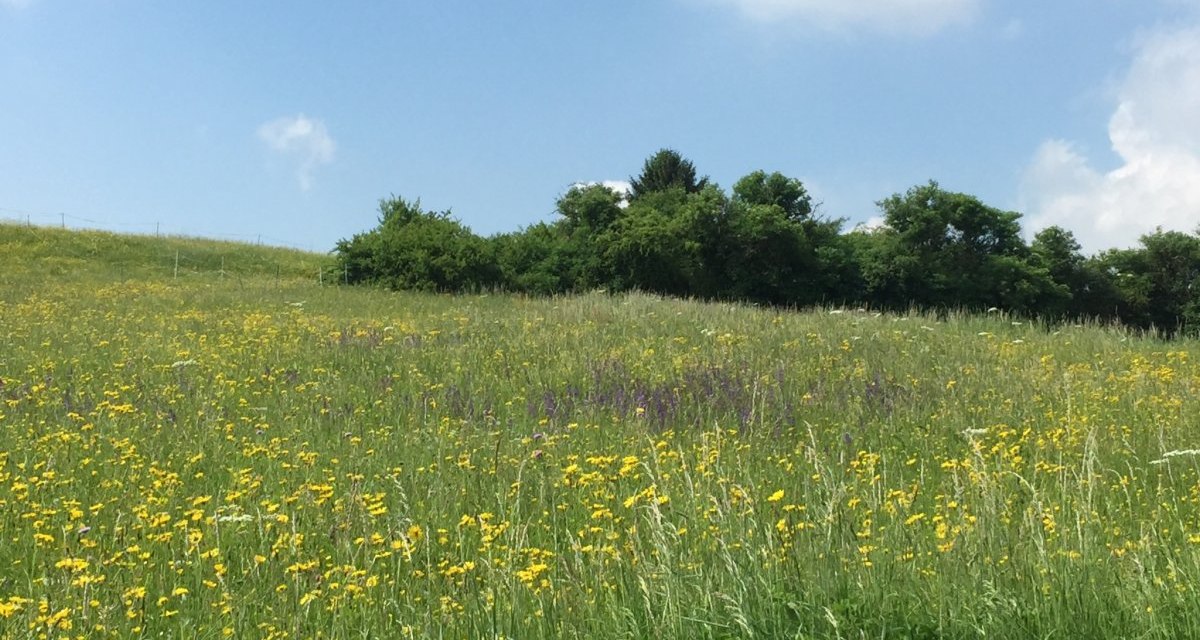 Eine blühende Wiese mit gelben Blumen und grünem Gras unter einem klaren blauen Himmel mit wenigen Wolken., © www.pro-cycl.de Eine blühende Wiese mit gelben Blumen und grünem Gras unter einem klaren blauen Himmel mit wenigen Wolken., © www.pro-cycl.de