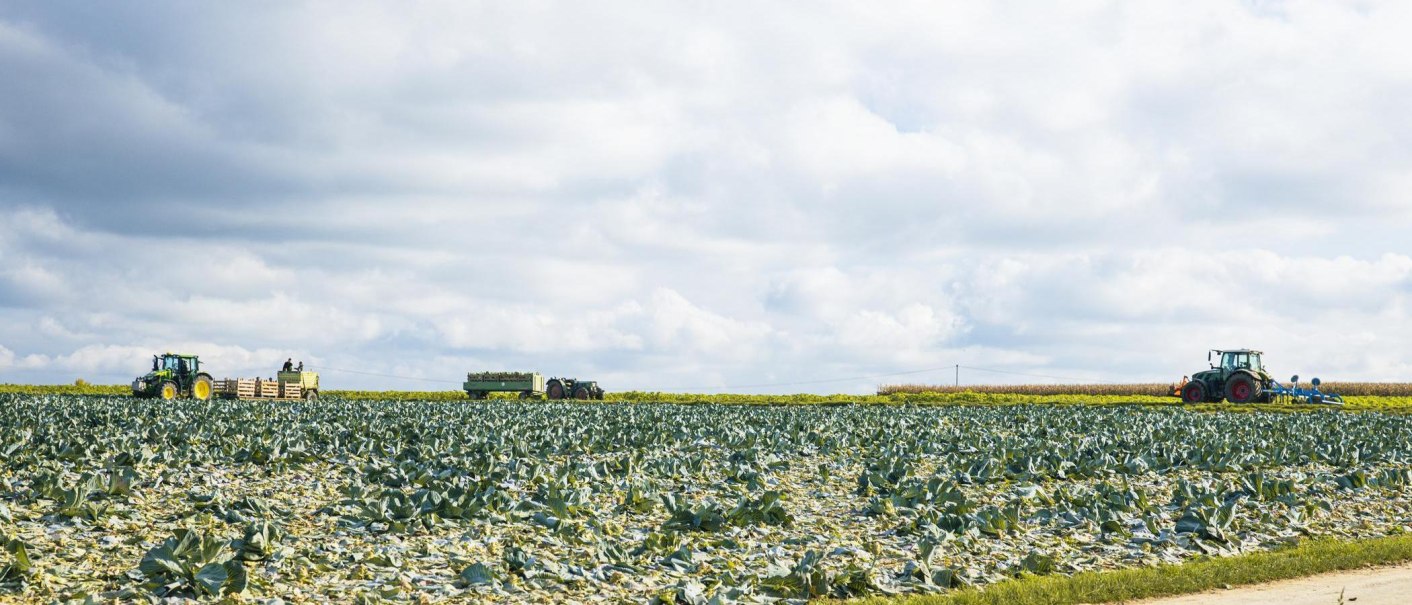 Zwei Traktoren arbeiten auf einem gro&szlig;en Kohl-Feld unter einem bew&ouml;lkten Himmel in Filderstadt-Bonlanden., &copy; SMG, Sarah Schmid