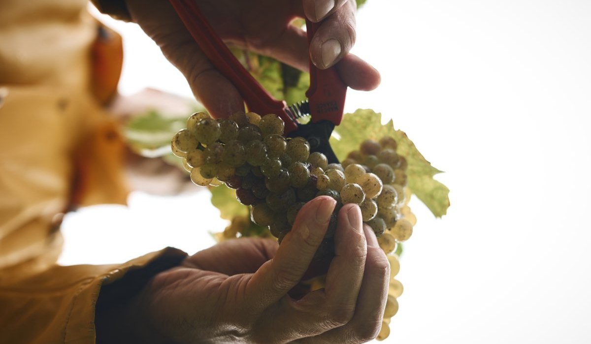 Kraichgau-Stromberg_Weingut_EiseleStefan_Leitner_030, © Tourimia Tourismus GmbH | Stefan Leitner Photography Kraichgau-Stromberg_Weingut_EiseleStefan_Leitner_030, © Tourimia Tourismus GmbH | Stefan Leitner Photography