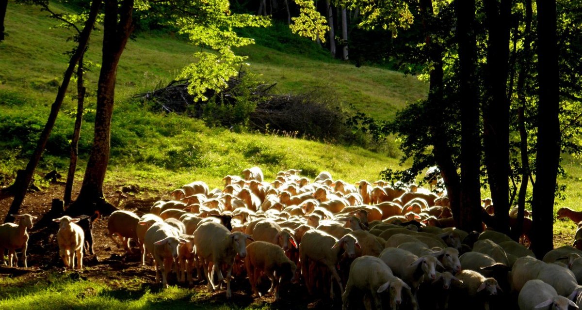 &copy; Natur.Nah. Sch&ouml;nbuch & Heckeng&auml;u