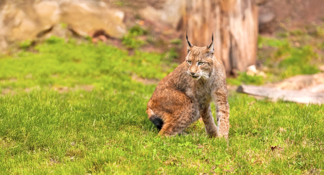 Wildparadies_Tiere_Luchs, © Erlebnispark Tripsdrill / © JC