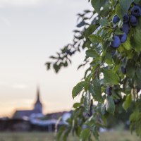 Ein Ast mit reifen Pflaumen h&auml;ngt im Vordergrund, w&auml;hrend im Hintergrund unscharf eine Kirchturmspitze bei Sonnenuntergang zu sehen ist., &copy; Benedikt Reder