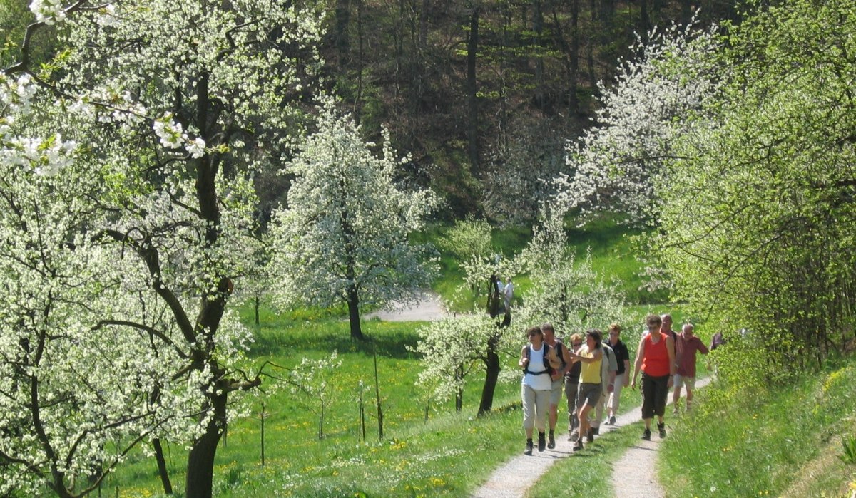 Wanderer auf einem Pfad in einer grünen Frühlingslandschaft mit blühenden Bäumen., © Natur.Nah. Schönbuch & Heckengäu Wanderer auf einem Pfad in einer grünen Frühlingslandschaft mit blühenden Bäumen., © Natur.Nah. Schönbuch & Heckengäu