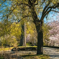Ein idyllischer Park mit bl&uuml;henden B&auml;umen und einem kleinen Steg am Wasser. Der blaue Himmel und die Fr&uuml;hlingsbl&uuml;ten schaffen eine friedliche Atmosph&auml;re., &copy; Stuttgart-Marketing GmbH, Sarah Schmid