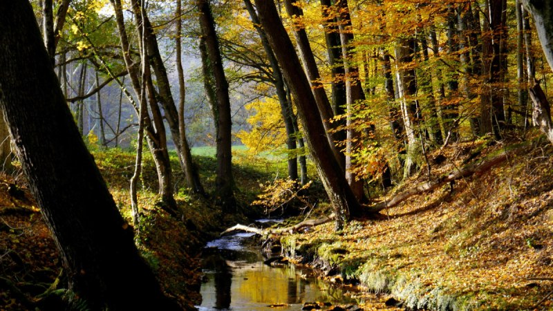 Ein kleiner Bach fließt durch einen herbstlichen Wald mit buntem Laub und Sonnenlicht, das durch die Bäume scheint., © Natur.Nah. Schönbuch & Heckengäu Ein kleiner Bach fließt durch einen herbstlichen Wald mit buntem Laub und Sonnenlicht, das durch die Bäume scheint., © Natur.Nah. Schönbuch & Heckengäu