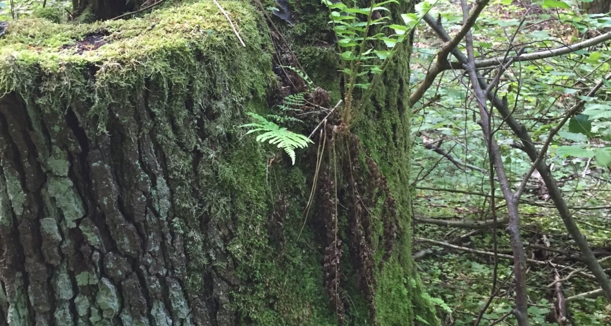 Ein moosbewachsener Baumstumpf im Wald, auf dem Farne wachsen. Umgeben von dichter Vegetation und grünen Blättern., © www.pro-cycl.de Ein moosbewachsener Baumstumpf im Wald, auf dem Farne wachsen. Umgeben von dichter Vegetation und grünen Blättern., © www.pro-cycl.de
