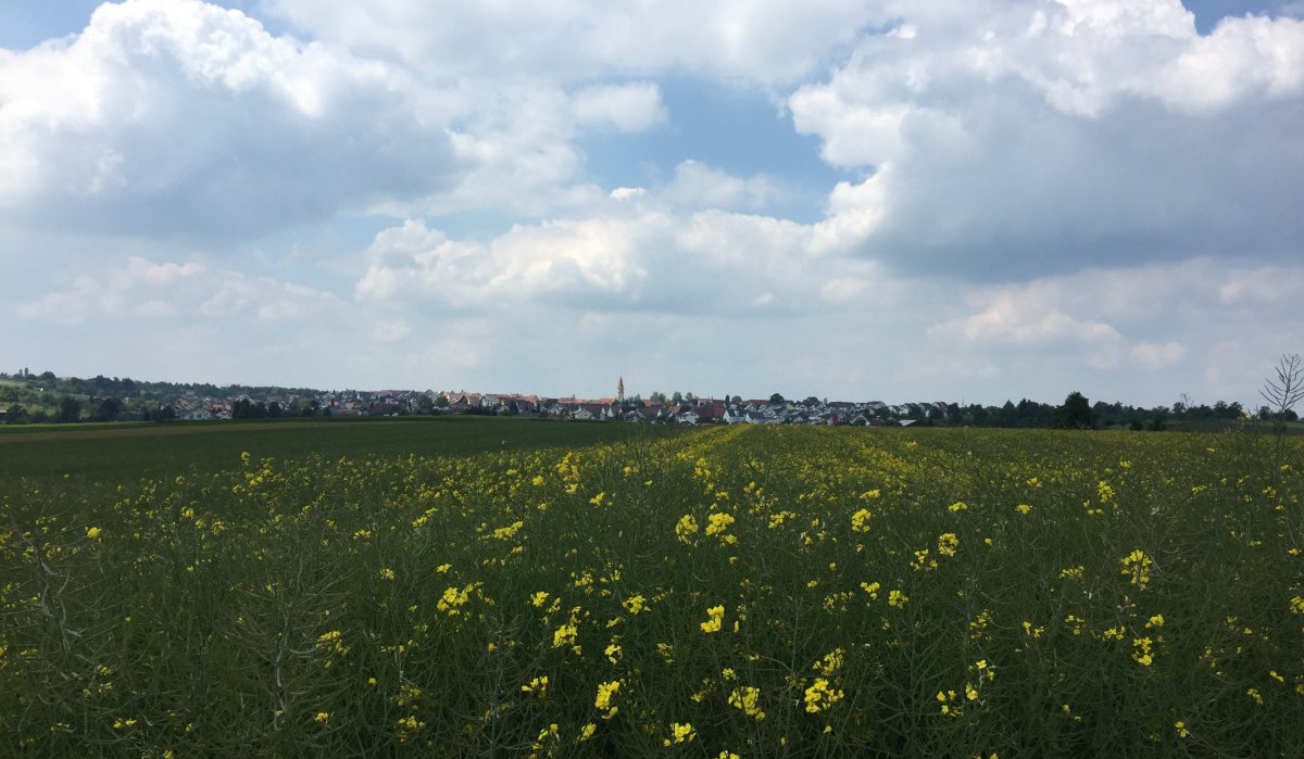 Ein Rapsfeld mit gelben Blüten erstreckt sich bis zum Horizont. Im Hintergrund ist die Ortschaft Deckenpfronn unter einem bewölkten Himmel zu sehen., © www.pro-cycl.de Ein Rapsfeld mit gelben Blüten erstreckt sich bis zum Horizont. Im Hintergrund ist die Ortschaft Deckenpfronn unter einem bewölkten Himmel zu sehen., © www.pro-cycl.de