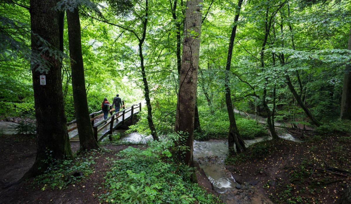 Zwei Personen überqueren eine Holzbrücke in einem dichten, grünen Wald. Ein Bach fließt darunter hindurch., © TMBW, Gregor Lengler Zwei Personen überqueren eine Holzbrücke in einem dichten, grünen Wald. Ein Bach fließt darunter hindurch., © TMBW, Gregor Lengler