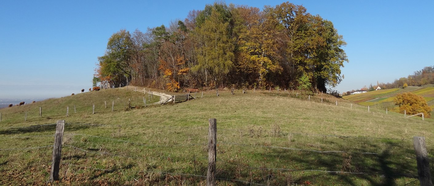 Hügelige Landschaft mit Bäumen, Weidezaun und grasenden Kühen unter blauem Himmel. Im Hintergrund sind Weinberge und ein Haus zu sehen., © Kurverwaltung Beuren Hügelige Landschaft mit Bäumen, Weidezaun und grasenden Kühen unter blauem Himmel. Im Hintergrund sind Weinberge und ein Haus zu sehen., © Kurverwaltung Beuren