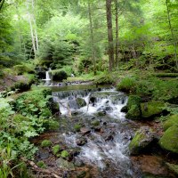 Ein kleiner Wasserfall flie&szlig;t durch einen dichten, gr&uuml;nen Wald im Schwarzwald. Moos und Farne bedecken die Felsen am Ufer., &copy; N&ouml;rdlicher Schwarzwald