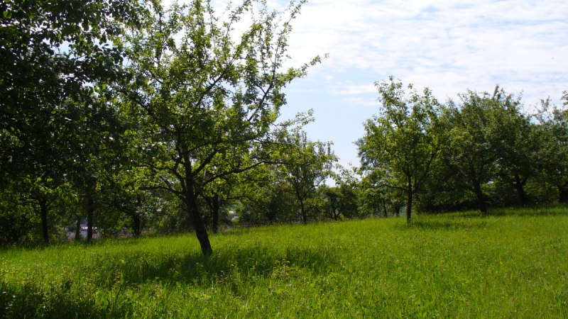 Grüne Wiese mit verstreuten Obstbäumen unter einem blauen Himmel mit einigen Wolken. Die Szene wirkt ruhig und naturbelassen., © Naturfreunde Holzgerlingen/Altdorf Grüne Wiese mit verstreuten Obstbäumen unter einem blauen Himmel mit einigen Wolken. Die Szene wirkt ruhig und naturbelassen., © Naturfreunde Holzgerlingen/Altdorf