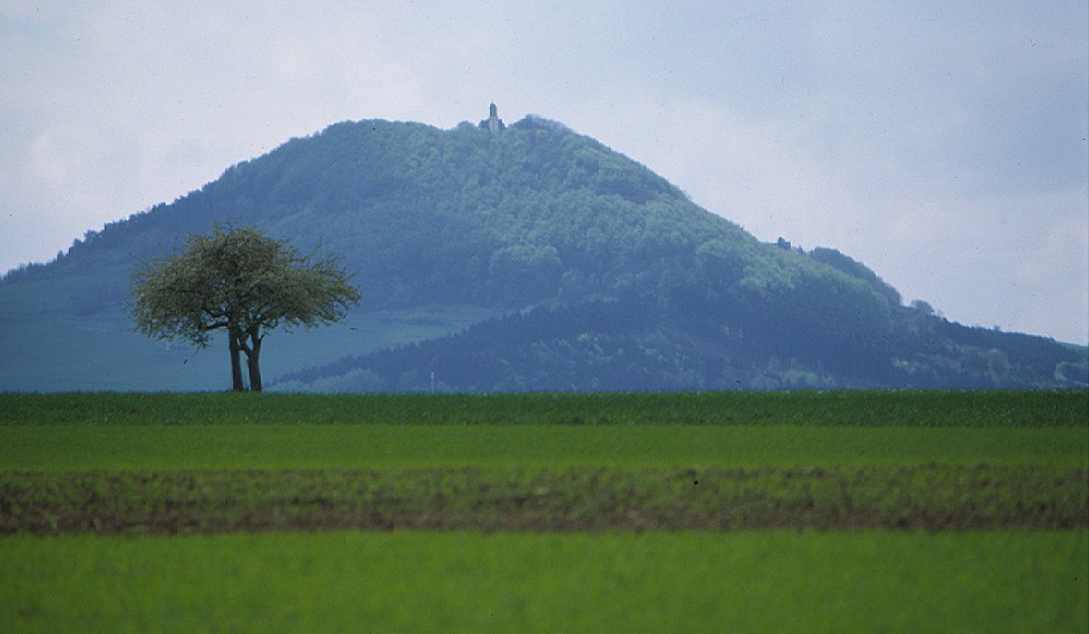 Ein grünes Feld mit einem einzelnen Baum im Vordergrund. Im Hintergrund erhebt sich der bewaldete Rechberg unter einem bewölkten Himmel., © Stadt Schwäbisch Gmünd Ein grünes Feld mit einem einzelnen Baum im Vordergrund. Im Hintergrund erhebt sich der bewaldete Rechberg unter einem bewölkten Himmel., © Stadt Schwäbisch Gmünd