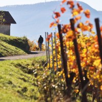 Ein Spazierg&auml;nger mit Hund auf einem Weg durch einen herbstlichen Weinberg in Metzingen. Bunte Bl&auml;tter und ein H&uuml;gel im Hintergrund.