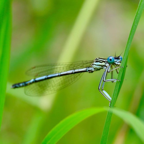 Eine Blaue Federlibelle sitzt auf einem grünen Grashalm. Die Libelle hat durchsichtige Flügel und leuchtend blaue Augen., © Die Zugvögel - Kanu-Tours und mehr Eine Blaue Federlibelle sitzt auf einem grünen Grashalm. Die Libelle hat durchsichtige Flügel und leuchtend blaue Augen., © Die Zugvögel - Kanu-Tours und mehr